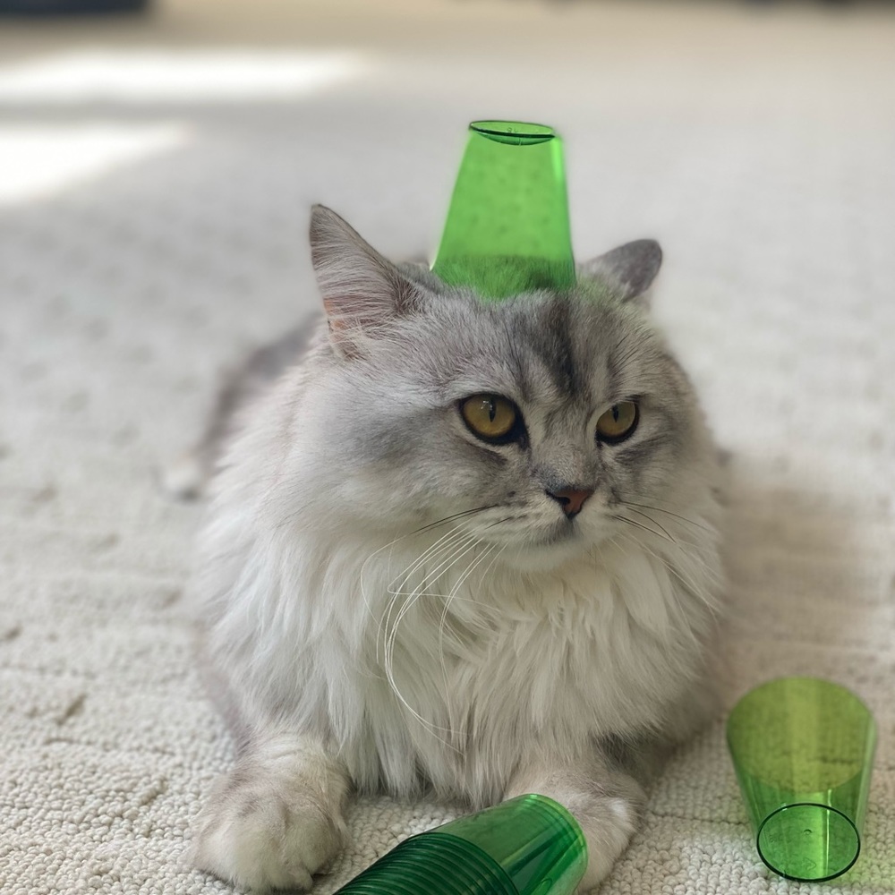 Meet your Posher, Trang